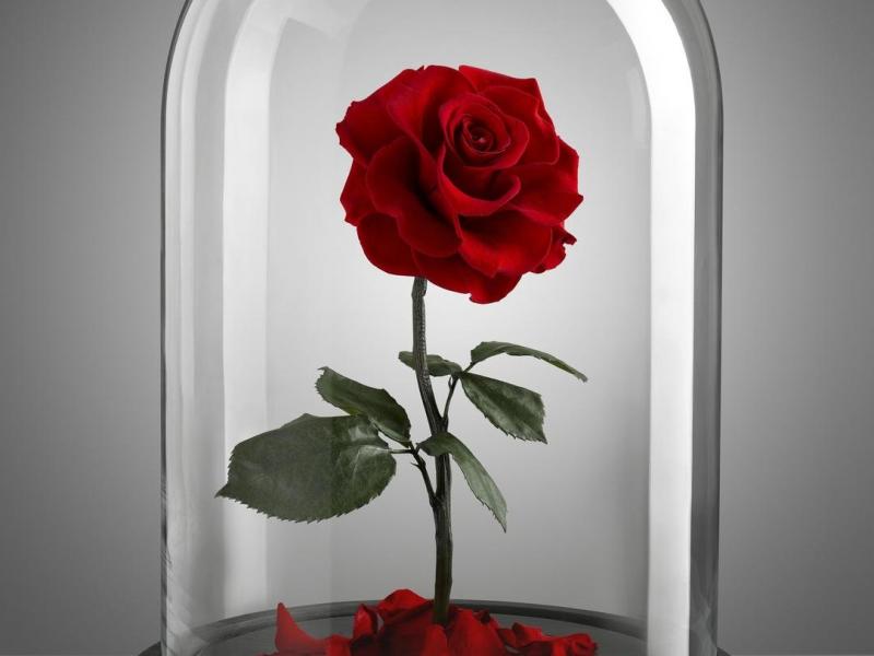 роза в стеклянной колбе