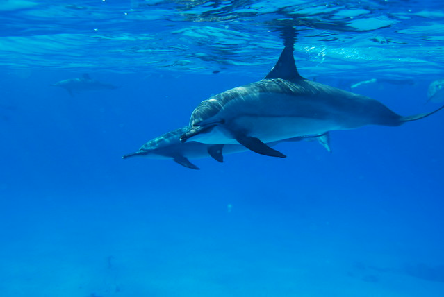 Лучшие места для подводного плавания   Залив Абу-Дабаб   с красивыми кораллами и морскими обитателями, пляж Кахрамана и   Дельфин Хаус Риф   где можно поплавать с дельфинами