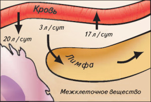 Лімфатична система складається з лімфатичних вузлів, лімфатичних судин, капілярів і міжклітинної рідини